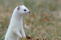 Stoat (Mustela erminea) in winter coat, standing up on back legs surveying area, Champagne, France, Februray.