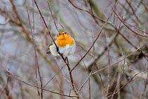 Robin (Erithacus rubecula) perched in branch, Champagne, France.