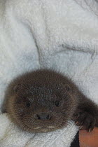 European river otter (Lutra lutra) orphaned cub in care, UK