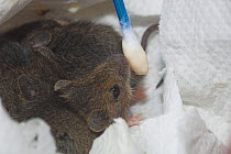 Young House mouse (Mus musculus) feeding from the tip of a cotton wool bud, Scotland