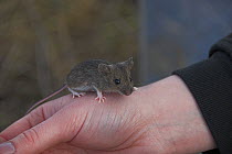 Young hand raised House mouse (Mus musculus) on persons hand before release, Scotland