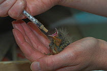 Person syringe feeding Chaffinch (fringilla coelebs) nestling in care, UK