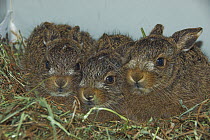 Three Brown hare (Lepus europaeus) leverets in care, UK