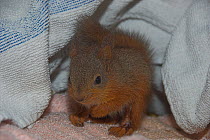 Juvenile Red squirrel (Sciurus vulgaris) in care, UK
