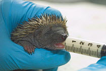 Baby orphaned Hedgehog (Erinaceus europaeus) feeding from syringe, UK