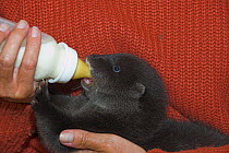 European river otter (Lutra lutra) cub in care, drinking from bottle, UK