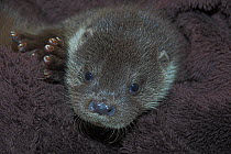 Orphaned European river otter (Lutra lutra) cub on towel in care, UK