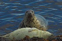 Grey seal (Halichoerous grypus) cow at waters edge watching sleeping pup, Scotland, November