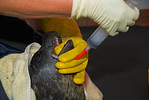 Person tube feeding Common / Harbour seal (Phoca vitulina) pup in care, Scotland