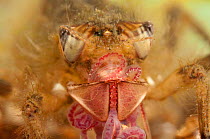 Skimmer Dragonfly larva (Libellulidae) feeding on sludge worm. Czech Republic. Controlled conditions.