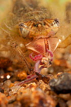 Skimmer Dragonfly larva (Libellulidae) feeding on sludge worm. Czech Republic. Controlled conditions.