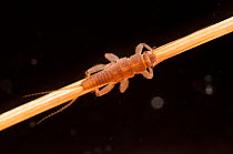 Stonefly (Plecoptera) larva on stem. Czech Republic. Controlled conditions.