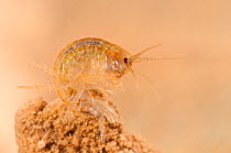 Scud (Gammarus fossarum), a type of amphipod or freshwater shrimp. Czech Republic. Controlled conditions.