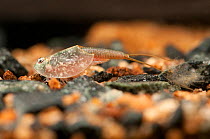 Tadpole / Desert Shrimp (Triops longicaudatus), Czech Republic, controlled conditions.