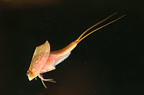 Tadpole / Desert Shrimp (Triops longicaudatus) swimming. Czech Republic, controlled conditions.