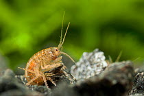 Scud (Gammarus fossarum), a type of amphipod or freshwater shrimp. Czech Republic, controlled conditions.