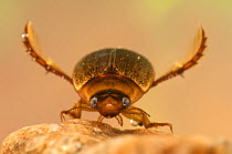 Diving Beetle (Rhantus suturalis). Czech Republic. Controlled conditions.