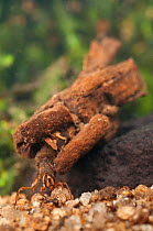 Case-building Caddisfly larva (Trichoptera). Czech Republic. Controlled conditions.