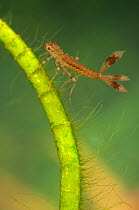 Narrow-winged Damselfly larva (Coenagrionidae). Czech Republic. Controlled conditions.