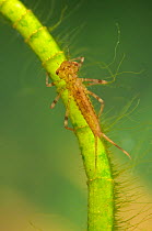 Narrow-winged Damselfly larva (Coenagrionidae). Czech Republic. Controlled conditions.