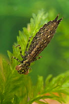 Darner Dragonfly larva (Aeshnidae). Czech Republic. Controlled conditions.