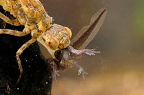 Darner Dragonfly larva (Aeshnidae) feeding on tadpole. Czech Republic. Controlled conditions.