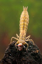Darner Dragonfly larva (Aeshnidae), feeding on tadpole. Czech Republic. Controlled conditions.