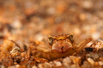 Spike-tail Dragonfly larva (Cordulegastridae) camouflaged against stream gravel. Czech Republic. Controlled conditions.