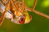 Backswimmer / Water Boatman (Notonecta glauca) portrait showing compound eyes. Czech Republic. Controlled conditions.