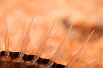 Alderfly larva (Sialis lutaria: Megaloptera) tracheal gills detail. Czech Republic. Controlled conditions.