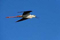 Black winged stilt (Himantopus himantopus) calling aggressively in flight, Breton Marsh, Vendée, West France.
