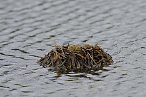 Black winged stilt (Himantopus himantopus) nest containing four eggs, Breton Marsh, Vendée, West France.