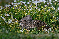 Common eider duck (Somateria mollissima) sitting on nest, Farne Island, Northumberland, England.