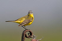 Western yellow wagtail (Motacilla flava) perched on metal fence post, Breton Marsh, West France.
