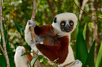 Verreaux's sifaka (Propithecus verreaux) clinging to branch, Madagascar.