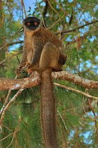Red frontal brown / Southern red-fronted brown lemur (Eulemur fulvus rufus) sitting on branch in forest canopy, Madagascar.