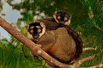 Red frontal brown / Southern red-fronted brown lemur (Eulemur fulvus rufus) two cuddled up together sitting on branch in forest canopy, Madagascar.
