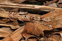 Leaf tailed gecko (Uroplatus phantasticus) concealed in amongst dry leaves, Madagascar.