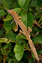 Lined leaf-tealed gecko (Uroplatus lineatus) sitting on leaves, Madagascar.