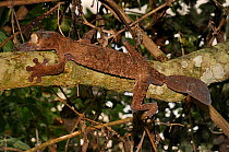 Leaf tailed geko (Uroplatus sp.) sitting on branch in forest, Madagascar.