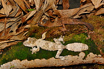 Leaf tailed geko (Uroplatus sp.) two sitting on mossy branch in forest with one at the top well camouflaged, Madagascar.