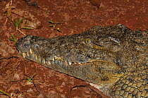 Nile / Madagascar crocodile (Crocodylus niloticus) head profile portrait, Ravelobe Lake, Madagascar.