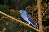 Cuckoo / Coural roller (Leptosomus discolor) perched on a forest tree branch, Madagascar.