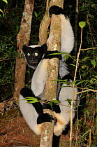 Indri lemur (indri indri) climbing a tree at night, Madagascar.