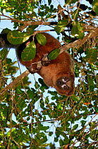 Red-bellied lemur (Eulemur rubriventer) clinging to branch, upside down in forest canopy, Madagascar.