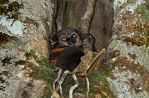 Red-tailed sportive lemur (Lepilemur ruficaudatus) clinging to a branch in crook of tree, Madagascar.