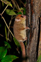 Grey / Lesser mouse lemur (Microcebus murinus) sucking sap from tree, Madagascar.