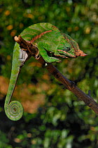 Canopy / Wills Chameleon (Furcifer willsii) standing on end of a branch, Madagascar.
