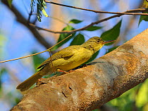 Tetraka common / Long billed greenbul (Bernieria madagascariensis) perched on tree trunk, Madagsacar.
