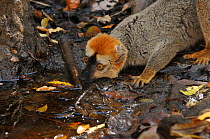 Red frontal brown lemur (Eulemur fulvus rufus) drinking from a forest stream, Madagascar.